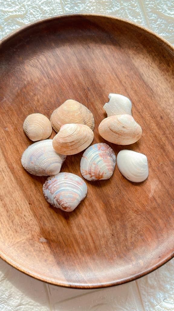 Mother pearl sea shell mini Mother pearl sea shell mini