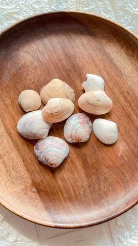 Mother pearl sea shell mini Mother pearl sea shell mini