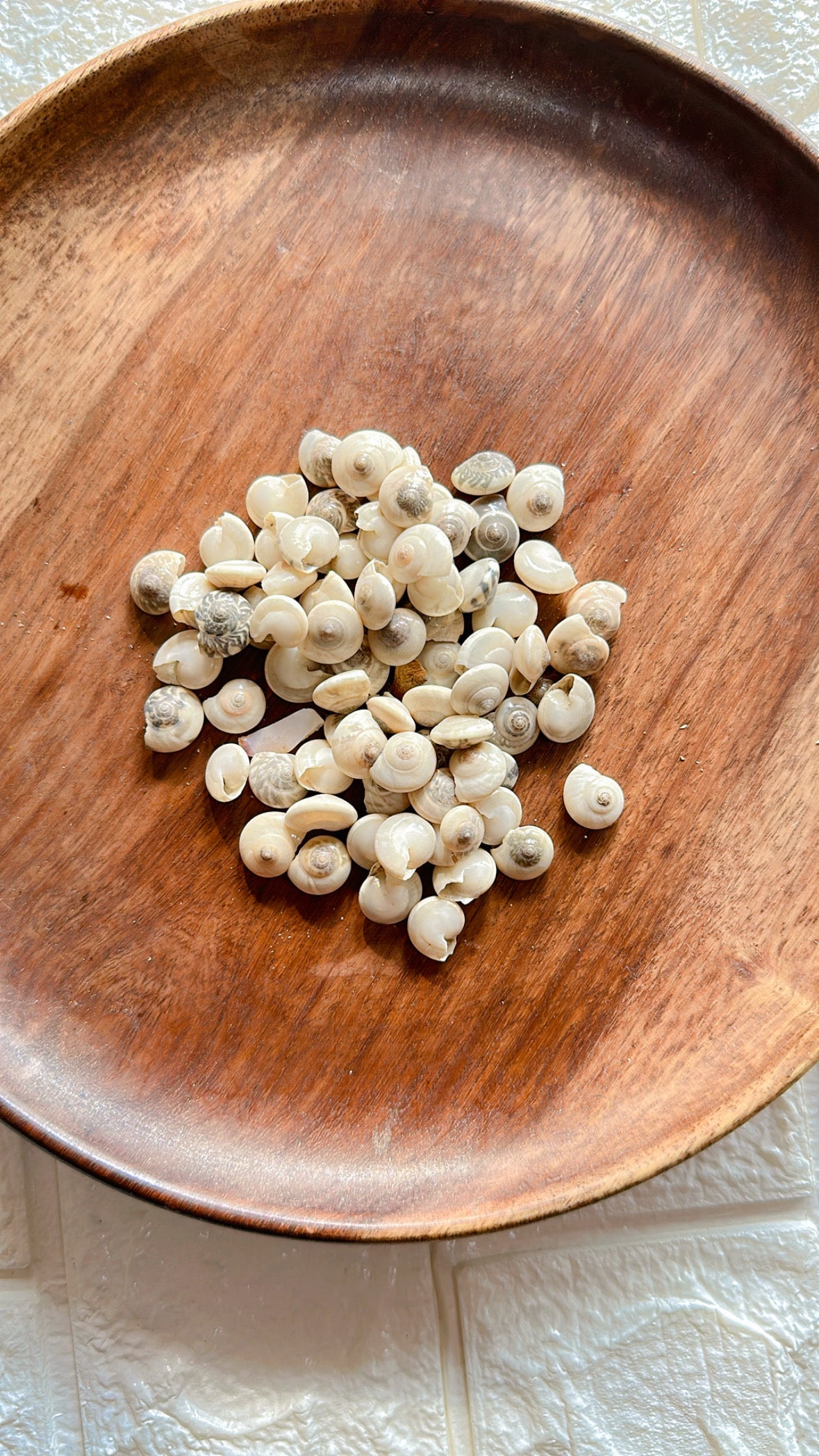 Mother peal shells Mother peal shells