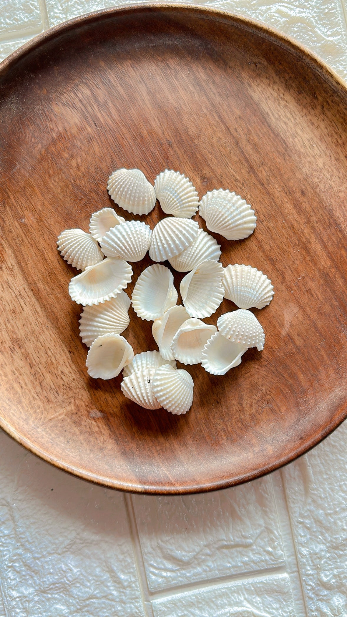 Shells S1 Shells S1