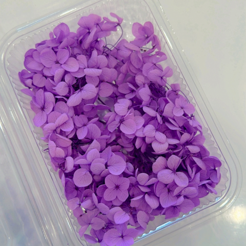 Purple Hydra Flower Box