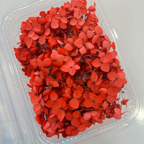 Red Hydra Flower Box