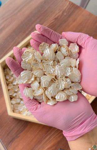 Creamy Sea shells